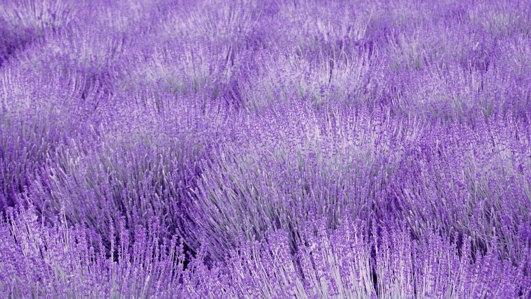 Сиреневые цветы полевые