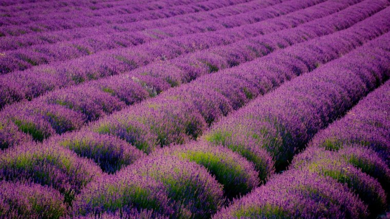 Лавандовое поле с деревом