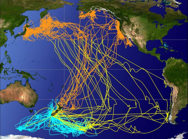 Пути миграции птиц