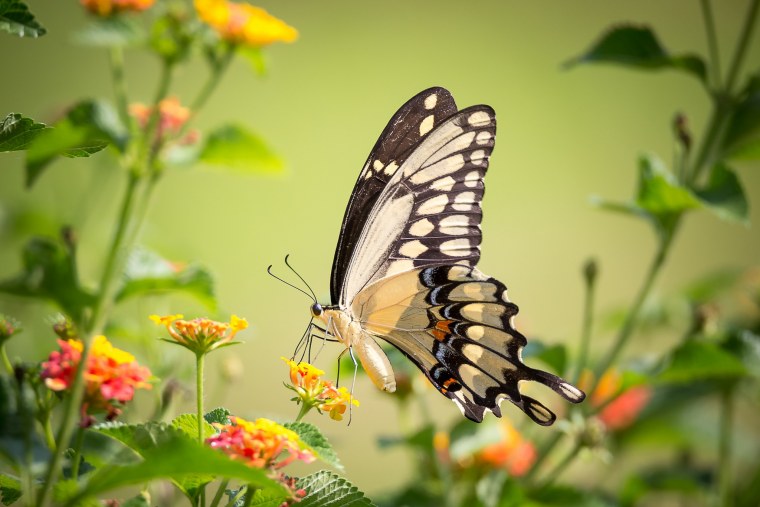 Обои на рабочий стол бабочки