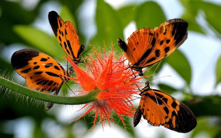 Бабочка на цветке