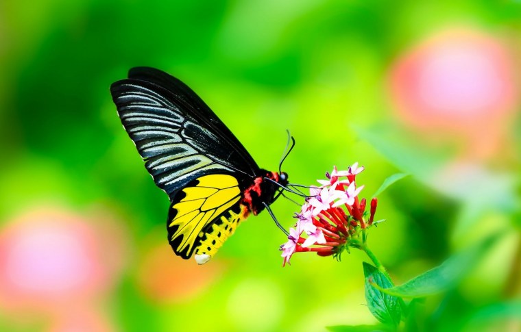 Живая природа