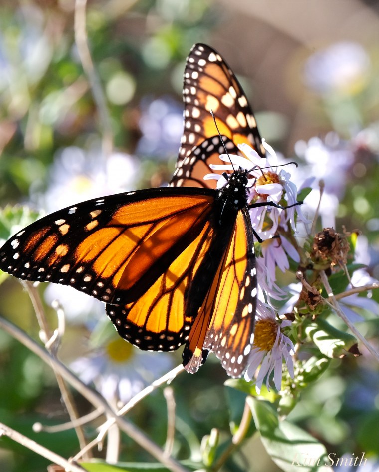 Данаида Монарх