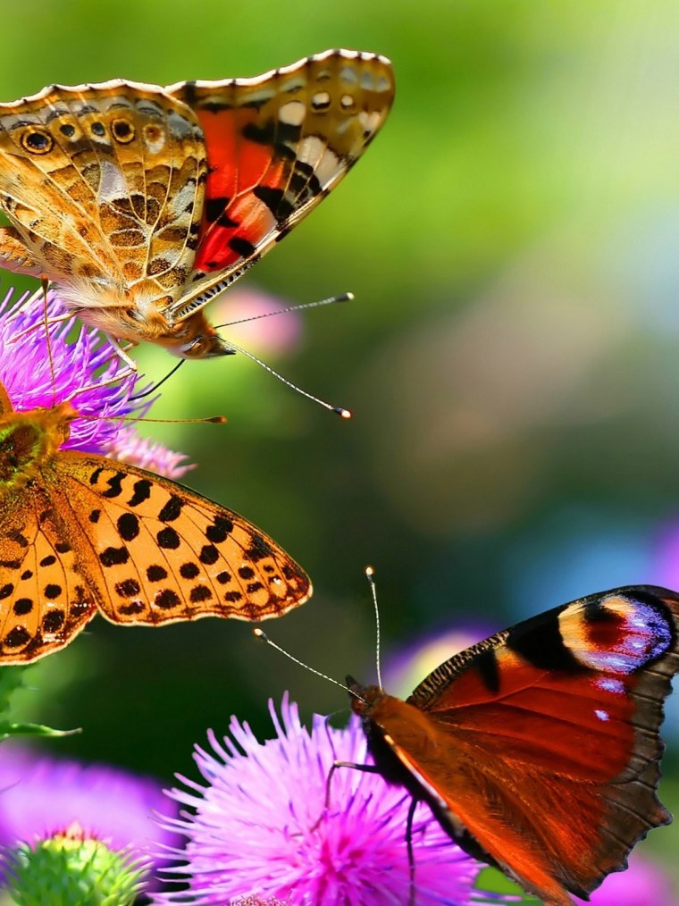 Бабочка на цветке