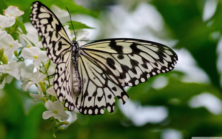 Заставка на рабочий стол