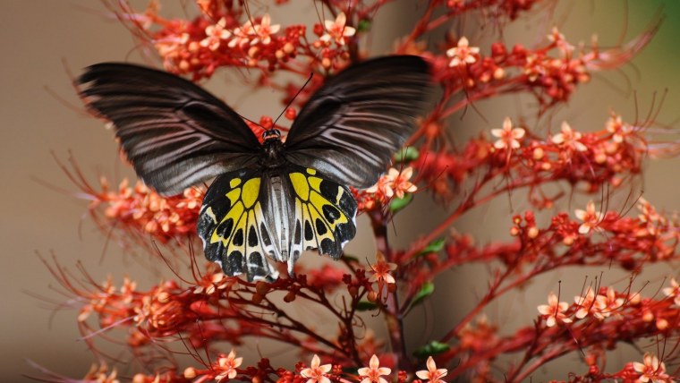 Данаида Монарх