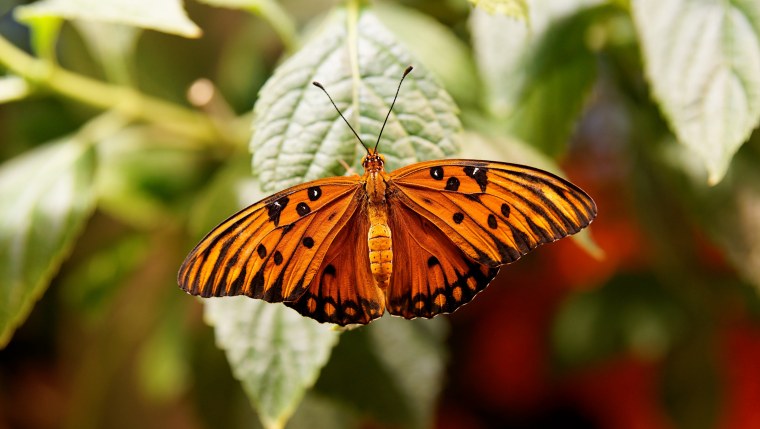 Картинки на рабочий стол бабочки
