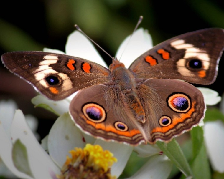 Бабочка Барон нимфалид