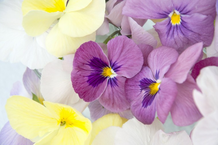 Анютины глазки фиолетовые с желтым