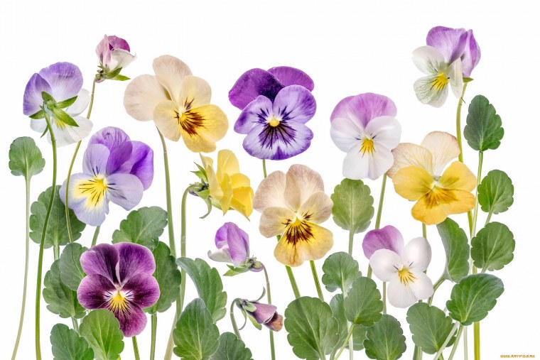 Анютины глазки