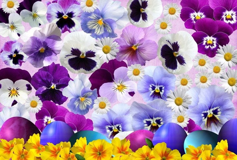 Анютины глазки лепестки