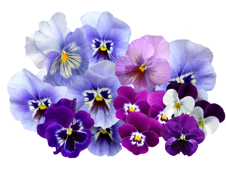 Букетик фиалок Анютины глазки