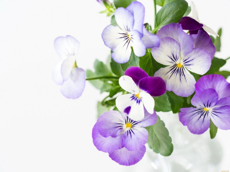 Фон бабочки на анютиных глазках