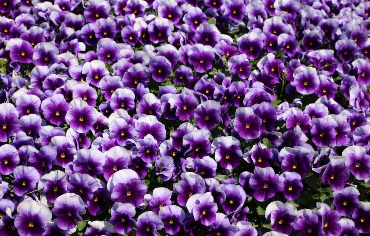 Анютины глазки на черном фоне