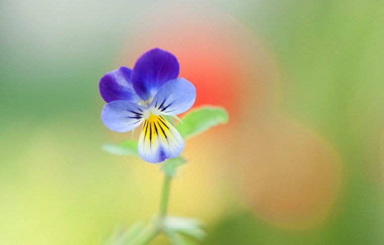 Шампиньоны Анютины глазки