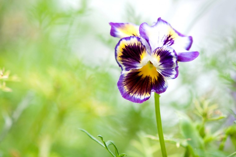 Оксалис цветок