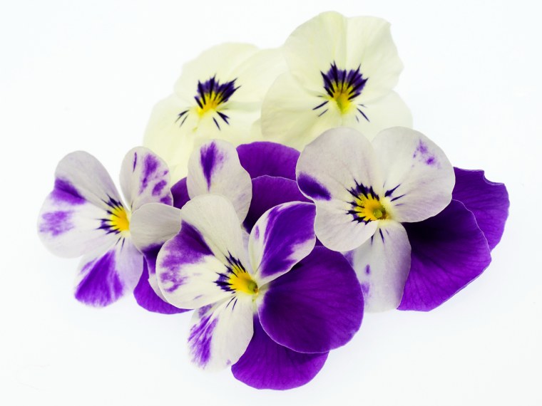 Виола Анютины глазки фон