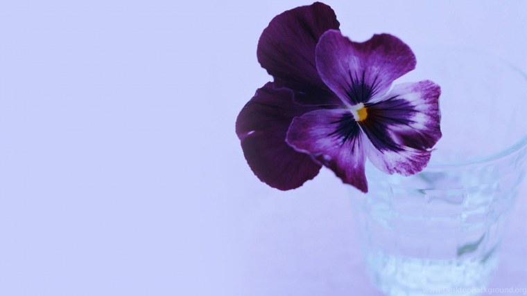 Цветы фиалки сенполия