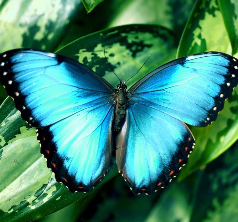 Синяя бабочка