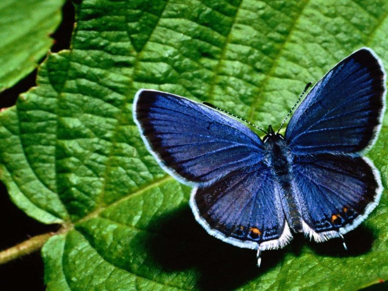 Синяя бабочка