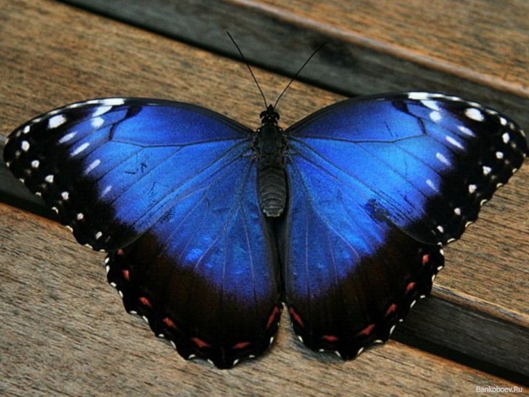 Бабочка Морфо Пелеида