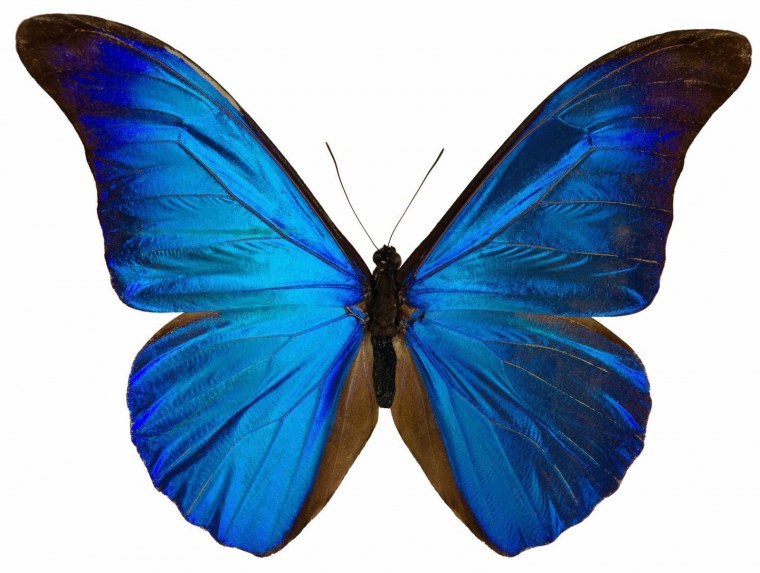 Бабочка Блю Морфо