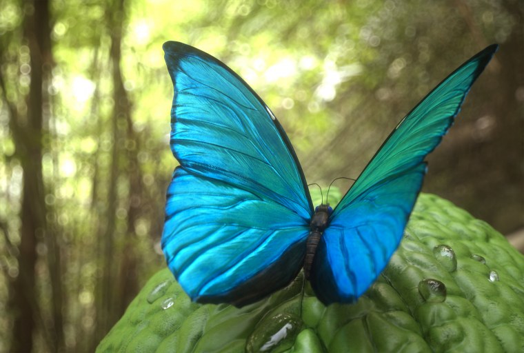 Много бабочек на черном фоне