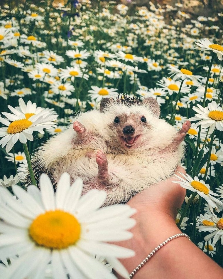 Змеекот котозмей