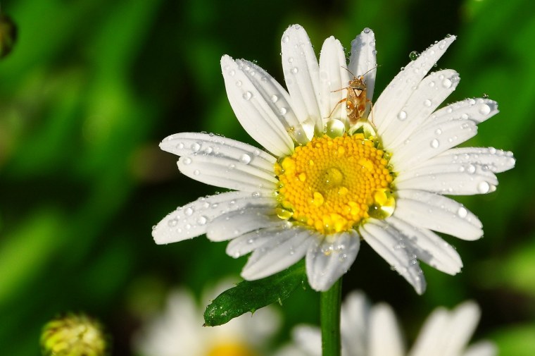 Смешная Ромашка