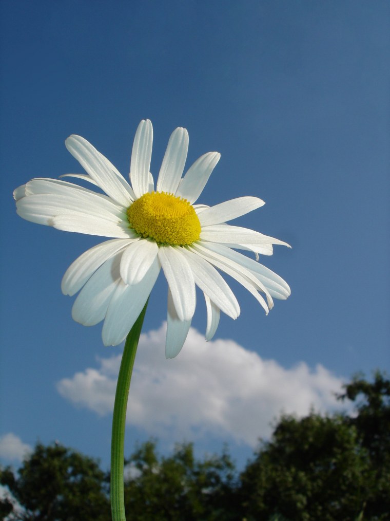 Букет ромашек