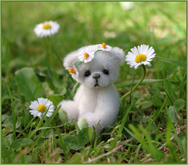 Гадать на ромашке