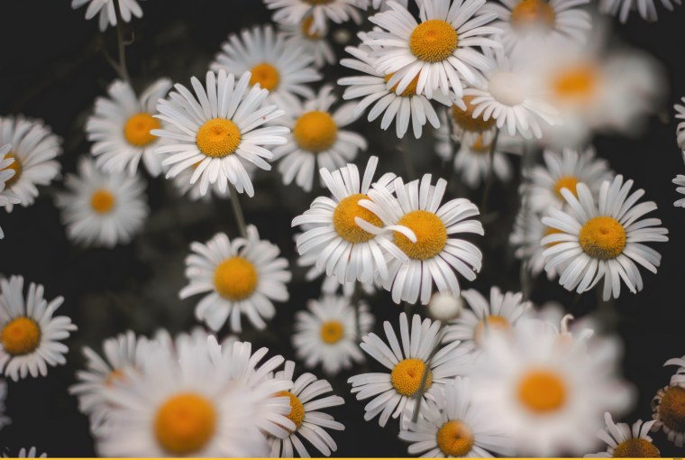 Статусы про ромашки