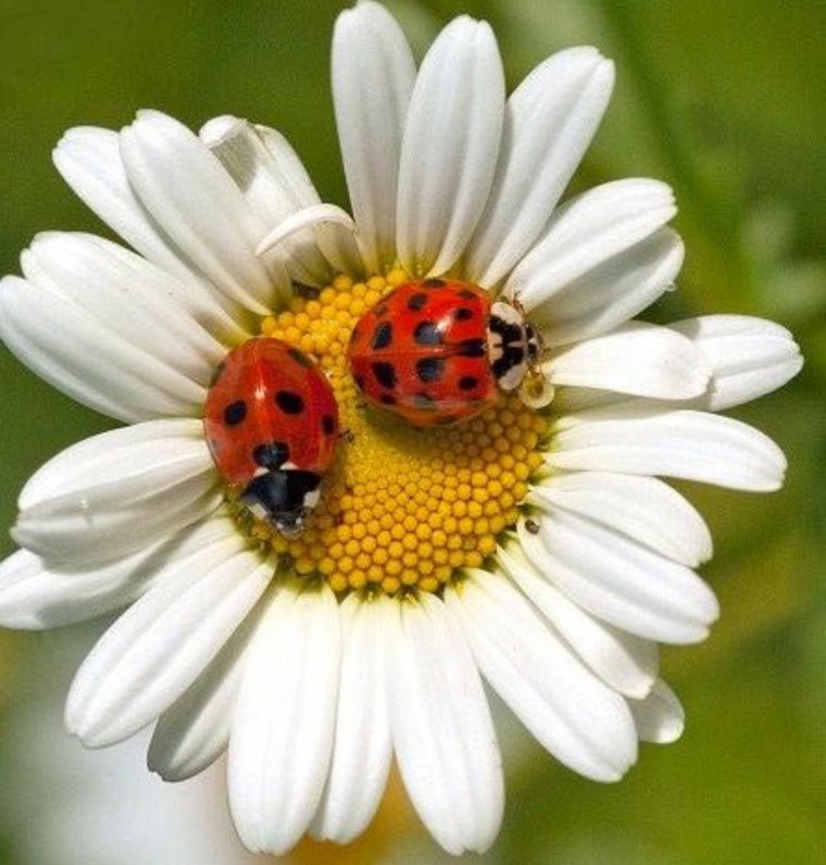 Большие ромашки фото