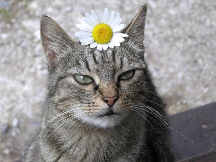 Необычные ромашки