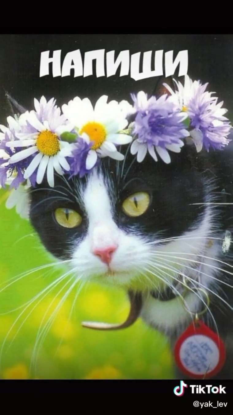 Про ромашки высказывания