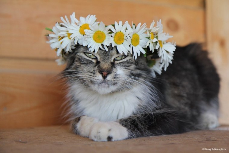 Цветочки с мордашками