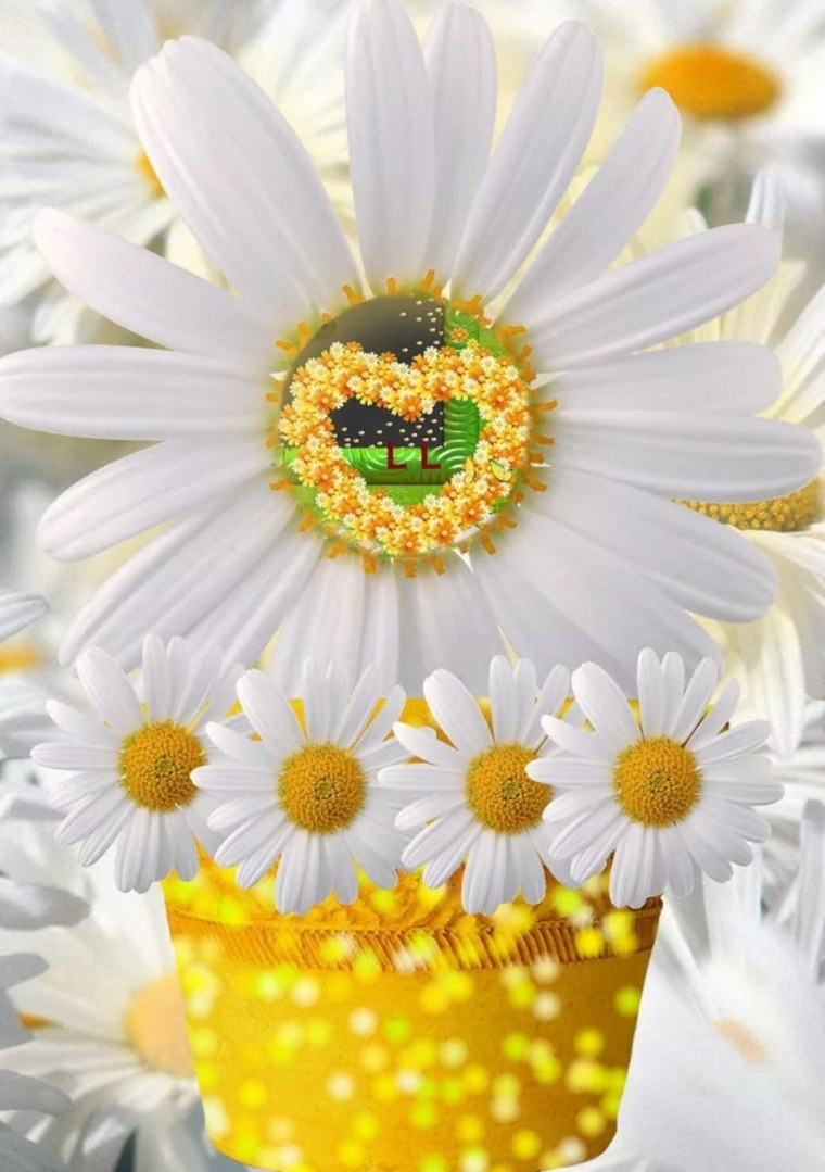 Милые ромашки