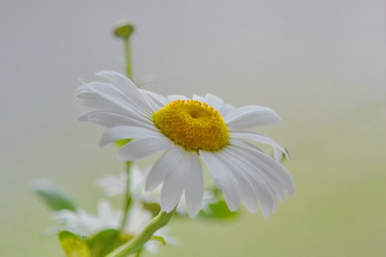 Смешная Ромашка