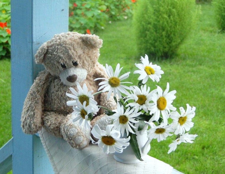 Ромашка любит не любит