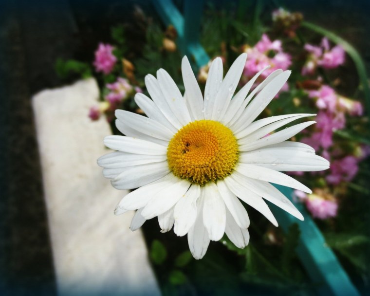 Люблю ромашки