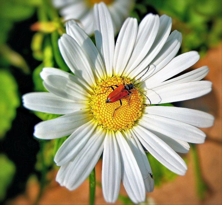 Обои на телефон ромашки