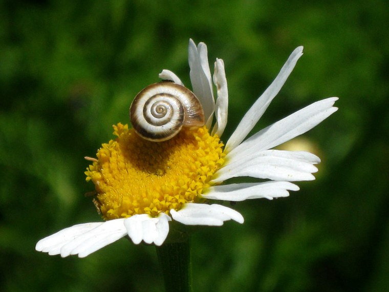 Ромашки и солнце