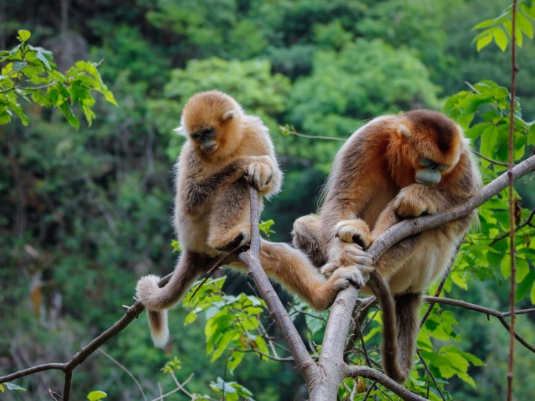 Смешные обезьяны