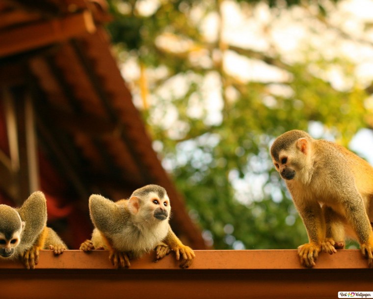 Обои на рабочий стол обезьяна