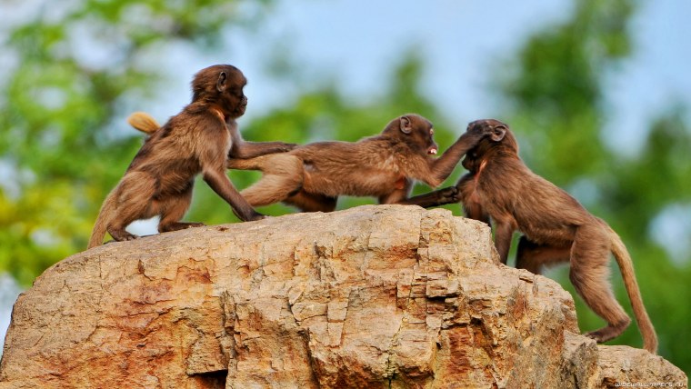 Отряд шимпанзе