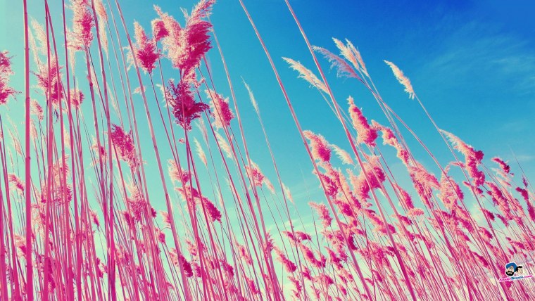 Фото на заставку фото ватсап