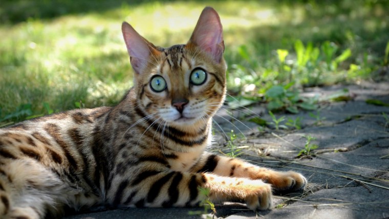 Бенгальская кошка