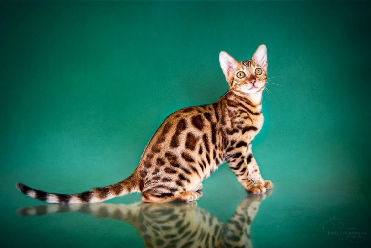 Камышовый бенгал