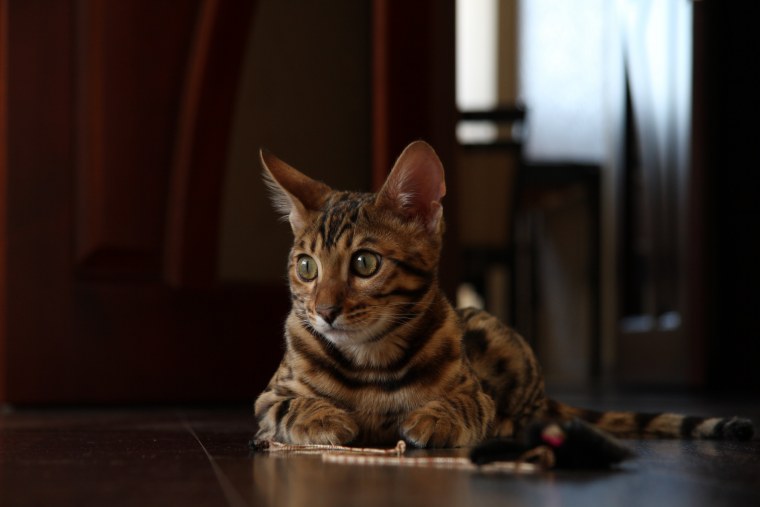 Бенгальская кошка с зелеными глазами