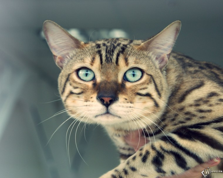 Блю тебби Бенгальская кошка